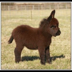 Meet your Posher, Joanna